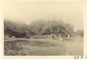 <h5>Combat</h5><p>Gun placement in an orchard. Photo provided by the family of Elmore Willets.</p>