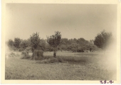 <h5>Combat</h5><p>Gun emplacement in an orchard. Photo provided by the family of Elmore Willets.</p>
